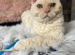 Jake - Selkirk Rex Kitten For Sale - West Branch&comma; MI&comma; US