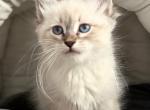 Siberian Silver Point Luna - Siberian Kitten For Sale - VT&comma; US