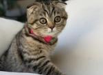 Caramel Scottish Fold Kitren - Scottish Fold Kitten For Sale - Celebration&comma; FL&comma; US