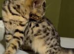 F 6 Whizzles Girl - Savannah Kitten For Sale - Orange&comma; CA&comma; US