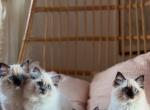 fibels - Ragdoll Kitten For Sale - Nashville&comma; TN&comma; US