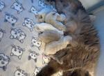 missys litter - Ragdoll Kitten For Sale - Freeburg&comma; PA&comma; US
