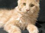 Junitus - Maine Coon Kitten For Sale - Pembroke Pines&comma; FL&comma; US