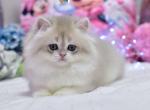 Emma&lowbar; - British Shorthair Kitten For Sale - Norwalk&comma; CT&comma; US