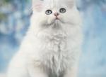 Teddy - British Shorthair Kitten For Sale - Norwalk&comma; CT&comma; US