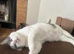 Greycie - American Shorthair Cat For Adoption - San Antonio&comma; TX&comma; US