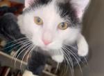 Dcmbr - Domestic Kitten For Adoption - MO&comma; US