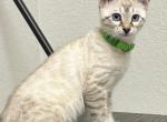 Chloe aka Raven - Bengal Kitten For Sale - Oklahoma City&comma; OK&comma; US