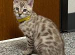 Indie aka Hollow - Bengal Kitten For Sale - Oklahoma City&comma; OK&comma; US