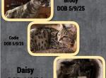 Genetta  Munchkin and Bengal Cross - Munchkin Cat For Sale - FL&comma; US