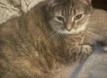 Yuna - Domestic Cat For Sale - Crest Hill&comma; IL&comma; US