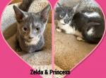 Munchkins  Princess and Zelda - Munchkin Kitten For Sale - FL&comma; US