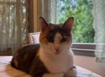 Olive - Domestic Cat For Adoption - Lexington&comma; SC&comma; US