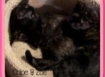Chloe & Zoe Female Torti Munchkins - Munchkin Cat For Sale - FL&comma; US