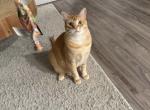 Icarus - American Shorthair Cat For Adoption - American Canyon&comma; CA&comma; US