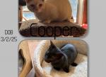 Babe & Cooper Munchkin Kittens - Munchkin Cat For Sale - FL&comma; US