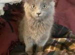 Violet babies - Nebelung Kitten For Sale