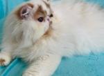 Red and white male - Persian Cat For Sale - 