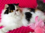 Pure Persian Calico - Persian Cat For Sale - 