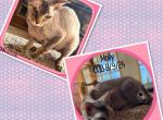 Ella & Molly - Bambino Cat For Sale - FL&comma; US