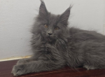 Maine Coon Male 5 - Maine Coon Kitten For Sale - West Lafayette&comma; OH&comma; US