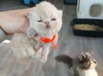 Cfa cream persian male kitten - Persian Kitten For Sale - Woodburn&comma; IN&comma; US