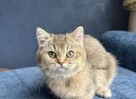 British shorthaired golden shaded female kitten - British Shorthair Kitten For Sale - Thornton&comma; CO&comma; US