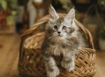 Vixen Maine Coon TICA Polydactyl - Maine Coon Kitten For Sale - Minerva&comma; OH&comma; US