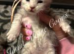 Cambree - Maine Coon Cat For Sale - Greensburg&comma; IN&comma; US