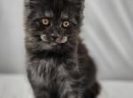 Mila - Maine Coon Kitten For Sale - Hayden&comma; ID&comma; US