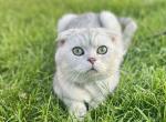 Ash - Scottish Fold Cat For Sale - Commerce City&comma; CO&comma; US
