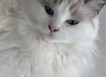 Lola - Ragdoll Kitten For Sale - Marco Island&comma; FL&comma; US
