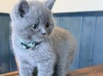 Ariel - Scottish Straight Kitten For Sale - Morristown&comma; NJ&comma; US