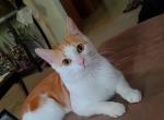 Gingey - Domestic Cat For Adoption - Round Rock&comma; TX&comma; US