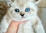 Odd eyed baby boy Boomer DBE munchkin short legs - Munchkin Kitten For Sale - TX&comma; US