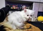 Lily an Odd Eyed All White Girl - Persian Kitten For Sale - Las Vegas&comma; NV&comma; US