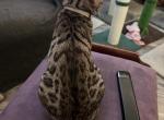 Dexter aka Daedalus - Bengal Kitten For Sale - Oklahoma City&comma; OK&comma; US