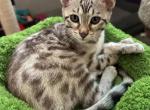 Jade aka Mystic - Bengal Kitten For Sale - Oklahoma City&comma; OK&comma; US