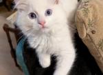 Tang - Ragdoll Kitten For Sale - Santa Rosa&comma; CA&comma; US