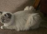 Hyacinth - Ragdoll Cat For Sale - Indiana&comma; PA&comma; US