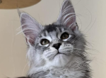 Jade - Maine Coon Kitten For Sale - Brighton&comma; CO&comma; US