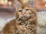 Flash - Maine Coon Kitten For Sale - Brighton&comma; CO&comma; US