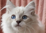 Veselan - Siberian Kitten For Sale - Brighton&comma; CO&comma; US