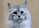 Uzbar - Maine Coon Cat For Sale - Brighton&comma; CO&comma; US