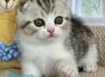 Quentin - Scottish Fold Kitten For Sale - Hollywood&comma; FL&comma; US