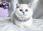 Uslada - British Shorthair Kitten For Sale - Norwalk&comma; CT&comma; US