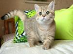 Lilian - British Shorthair Kitten For Sale - Norwalk&comma; CT&comma; US