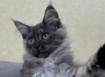 Edgar - Maine Coon Kitten For Sale - Brighton&comma; CO&comma; US