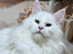 Vendetta - Maine Coon Kitten For Sale - Brighton&comma; CO&comma; US