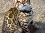 HISTORIA - Bengal Kitten For Sale - Brooklyn Park&comma; MN&comma; US